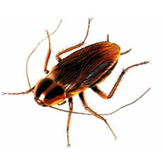 Disinfestazione Blatte Blatte
