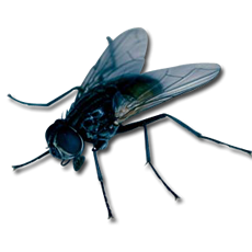 Disinfestazione Mosche Mosche