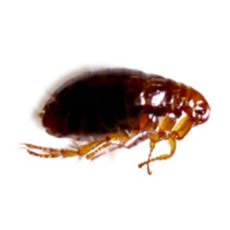 Disinfestazione Pulci Pulci