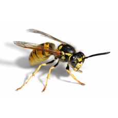 Disinfestazione Vespe Vespe