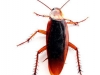 Supella Longipalpa